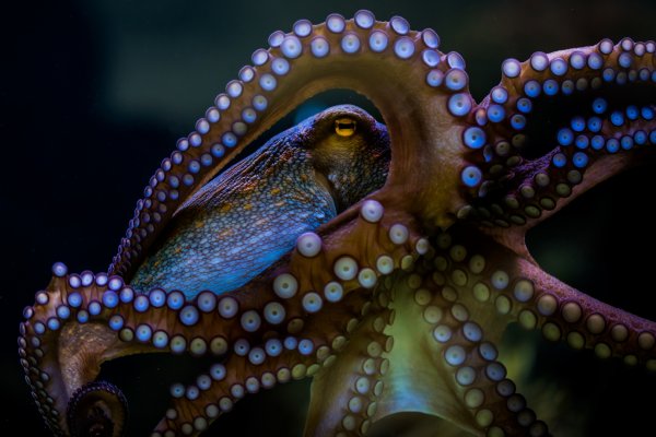 Kraken official